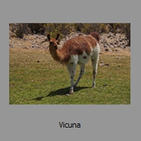 Vicuna